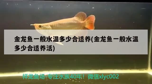 金龍魚一般水溫多少合適養(yǎng)(金龍魚一般水溫多少合適養(yǎng)活)