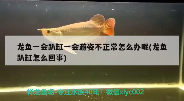 龍魚一會(huì)趴缸一會(huì)游姿不正常怎么辦呢(龍魚趴缸怎么回事) 祥龍魚場(chǎng)其他產(chǎn)品