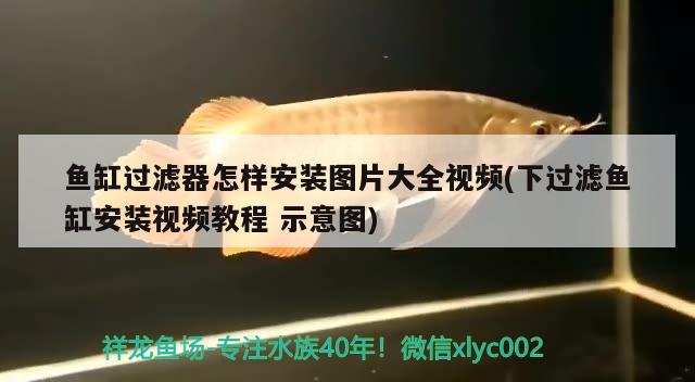 魚缸過濾器怎樣安裝圖片大全視頻(下過濾魚缸安裝視頻教程示意圖)