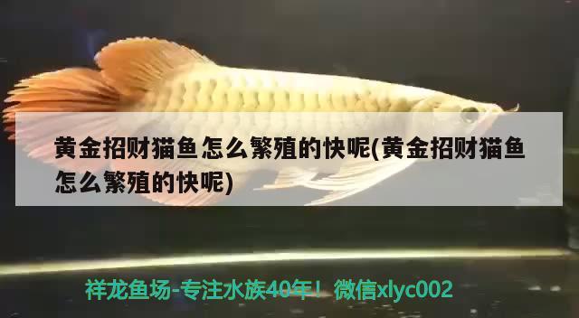 黃金招財(cái)貓魚怎么繁殖的快呢(黃金招財(cái)貓魚怎么繁殖的快呢)