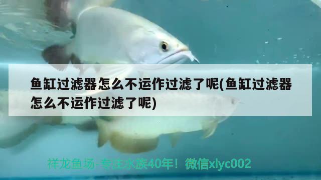 魚缸過濾器怎么不運作過濾了呢(魚缸過濾器怎么不運作過濾了呢)