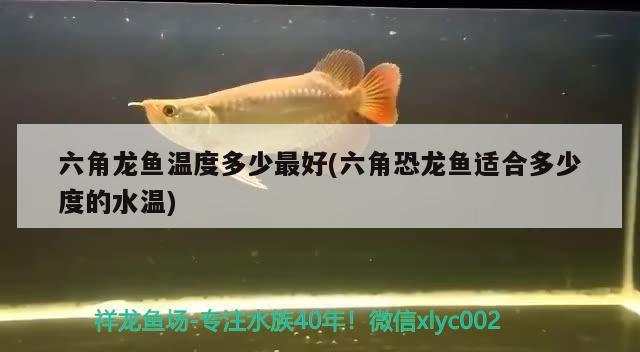 六角龍魚溫度多少最好(六角恐龍魚適合多少度的水溫) 新加坡號半紅龍魚（練手級紅龍魚）