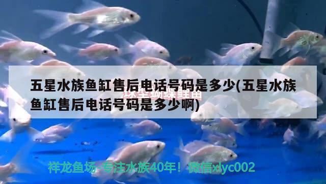 五星水族魚(yú)缸售后電話號(hào)碼是多少(五星水族魚(yú)缸售后電話號(hào)碼是多少啊) 白條過(guò)背金龍魚(yú)