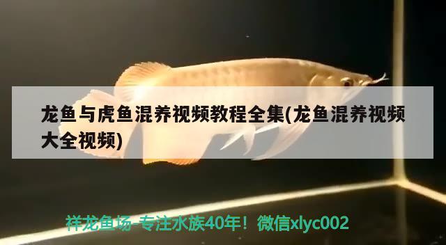 龍魚與虎魚混養(yǎng)視頻教程全集(龍魚混養(yǎng)視頻大全視頻) 虎魚百科