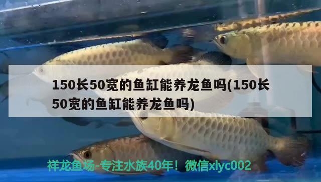 150長50寬的魚缸能養(yǎng)龍魚嗎(150長50寬的魚缸能養(yǎng)龍魚嗎)