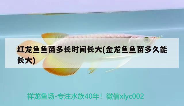 紅龍魚魚苗多長時(shí)間長大(金龍魚魚苗多久能長大) 稀有紅龍品種