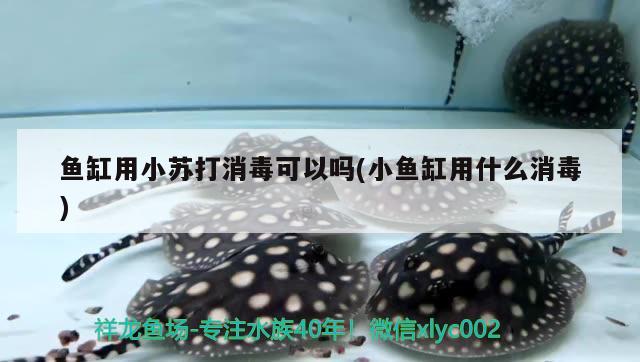 魚缸用小蘇打消毒可以嗎(小魚缸用什么消毒) 七彩神仙魚