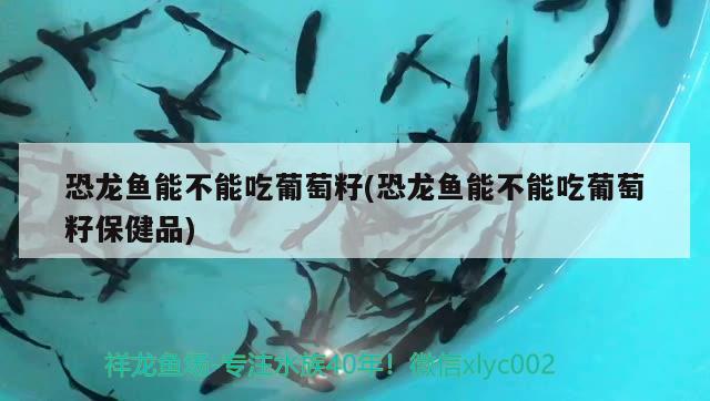 恐龍魚能不能吃葡萄籽(恐龍魚能不能吃葡萄籽保健品)