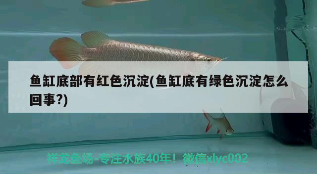 魚缸底部有紅色沉淀(魚缸底有綠色沉淀怎么回事?) 黑影道人魚