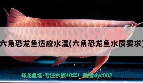 六角恐龍魚(yú)適應(yīng)水溫(六角恐龍魚(yú)水質(zhì)要求) 白子球鯊魚(yú)