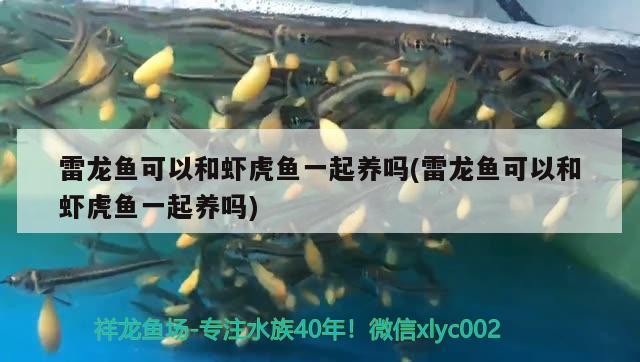 雷龍魚可以和蝦虎魚一起養(yǎng)嗎(雷龍魚可以和蝦虎魚一起養(yǎng)嗎)