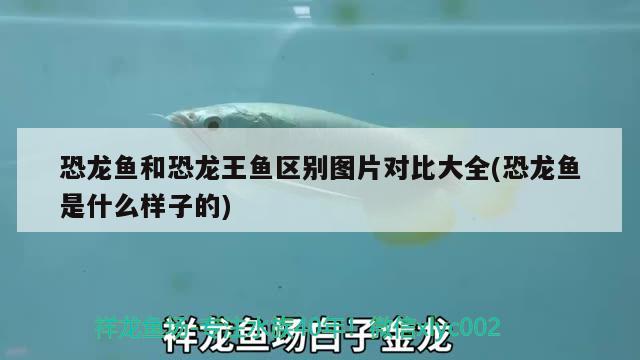 恐龍魚和恐龍王魚區(qū)別圖片對(duì)比大全(恐龍魚是什么樣子的) 恐龍王魚