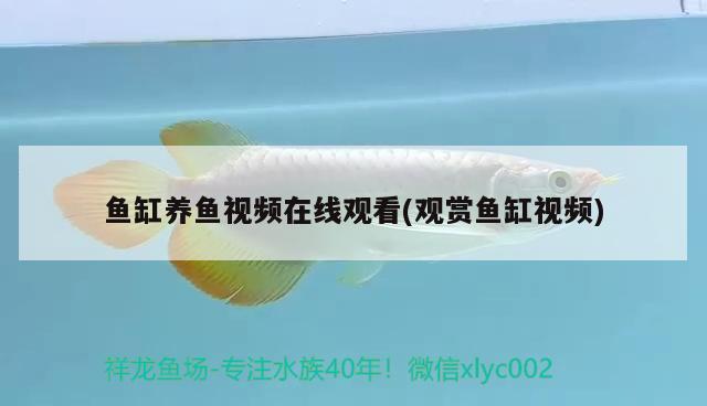 魚缸養(yǎng)魚視頻在線觀看(觀賞魚缸視頻) 印尼虎苗