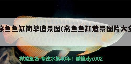 燕魚魚缸簡單造景圖(燕魚魚缸造景圖片大全)