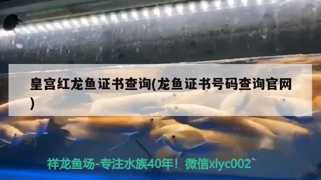 皇宮紅龍魚證書查詢(龍魚證書號碼查詢官網(wǎng))