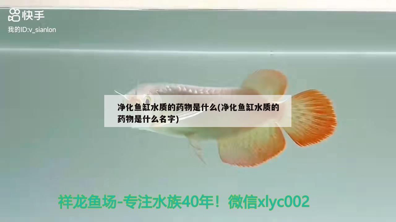 凈化魚缸水質(zhì)的藥物是什么(凈化魚缸水質(zhì)的藥物是什么名字)