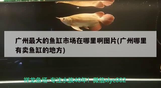 廣州最大的魚缸市場在哪里啊圖片(廣州哪里有賣魚缸的地方)