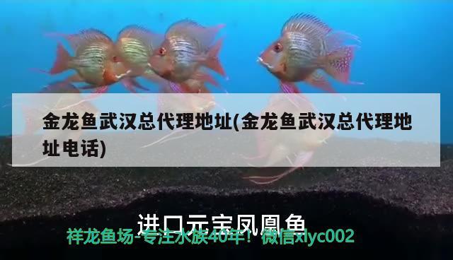 金龍魚武漢總代理地址(金龍魚武漢總代理地址電話) 速倍妥魚糧魚藥