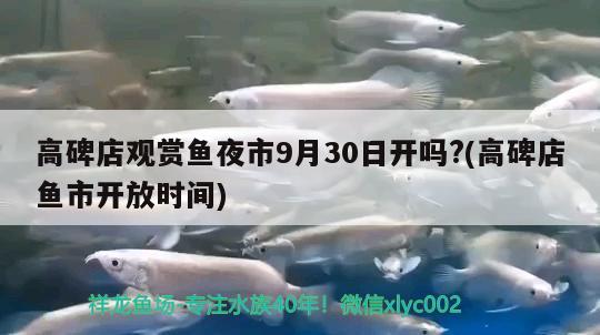 高碑店觀賞魚夜市9月30日開嗎？(高碑店魚市開放時間) 財神鸚鵡魚