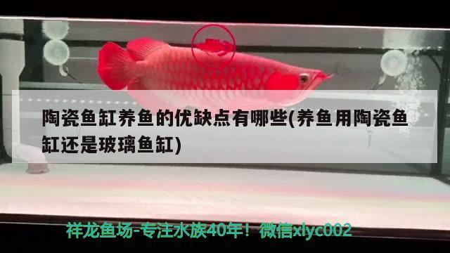 陶瓷魚缸養(yǎng)魚的優(yōu)缺點有哪些(養(yǎng)魚用陶瓷魚缸還是玻璃魚缸)