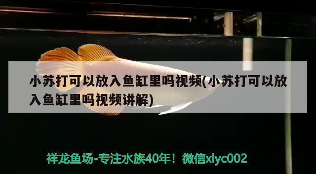 小蘇打可以放入魚缸里嗎視頻(小蘇打可以放入魚缸里嗎視頻講解)