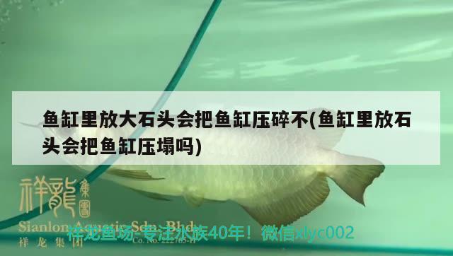 魚缸里放大石頭會把魚缸壓碎不(魚缸里放石頭會把魚缸壓塌嗎) 元寶鳳凰魚百科