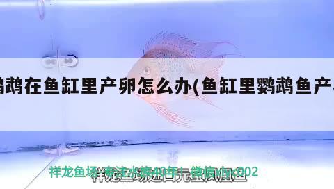 鸚鵡在魚缸里產(chǎn)卵怎么辦(魚缸里鸚鵡魚產(chǎn)卵) 鸚鵡魚