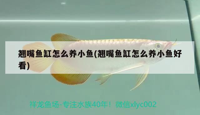 翹嘴魚缸怎么養(yǎng)小魚(翹嘴魚缸怎么養(yǎng)小魚好看)