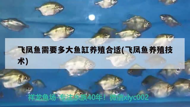 飛鳳魚需要多大魚缸養(yǎng)殖合適(飛鳳魚養(yǎng)殖技術) 飛鳳魚