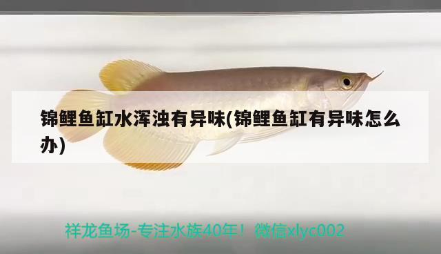 錦鯉魚(yú)缸水渾濁有異味(錦鯉魚(yú)缸有異味怎么辦) 大嘴鯨魚(yú) 第1張