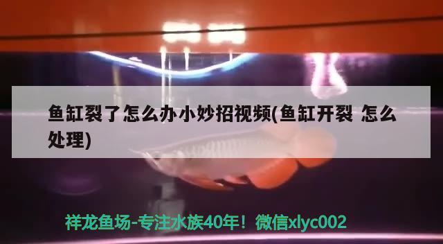 魚缸裂了怎么辦小妙招視頻(魚缸開裂怎么處理) 一眉道人魚苗