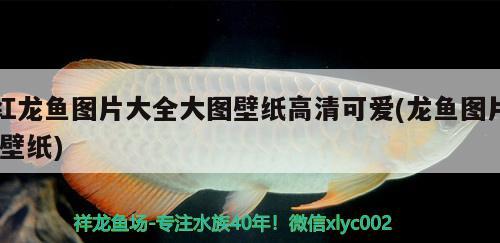 紅龍魚圖片大全大圖壁紙高清可愛(龍魚圖片壁紙)