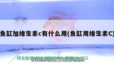 魚缸加維生素c有什么用(魚缸用維生素C) 野彩魚