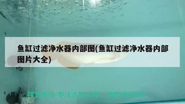 魚缸過濾凈水器內(nèi)部圖(魚缸過濾凈水器內(nèi)部圖片大全) 短身紅龍魚