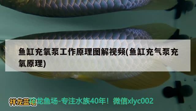 魚缸充氧泵工作原理圖解視頻(魚缸充氣泵充氧原理) 綠皮皇冠豹魚