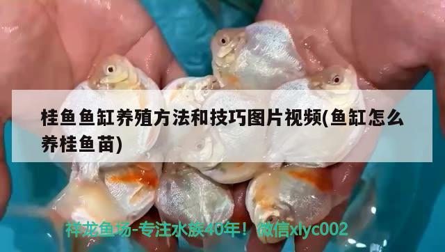 桂魚魚缸養(yǎng)殖方法和技巧圖片視頻(魚缸怎么養(yǎng)桂魚苗) 福魟魟魚