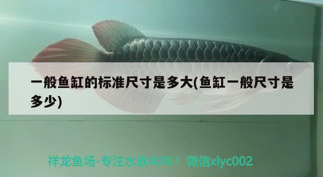 一般魚(yú)缸的標(biāo)準(zhǔn)尺寸是多大(魚(yú)缸一般尺寸是多少) 帝王迷宮