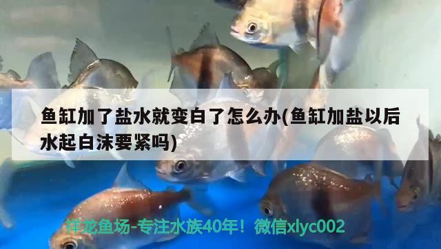 魚缸加了鹽水就變白了怎么辦(魚缸加鹽以后水起白沫要緊嗎) 財(cái)神鸚鵡魚