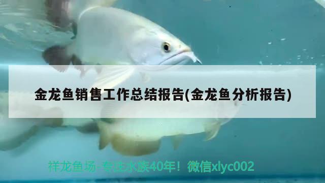 金龍魚銷售工作總結(jié)報(bào)告(金龍魚分析報(bào)告) 翡翠鳳凰魚