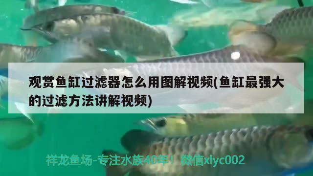 觀賞魚缸過濾器怎么用圖解視頻(魚缸最強大的過濾方法講解視頻)