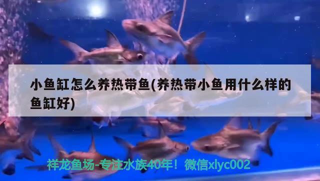 小魚(yú)缸怎么養(yǎng)熱帶魚(yú)(養(yǎng)熱帶小魚(yú)用什么樣的魚(yú)缸好)