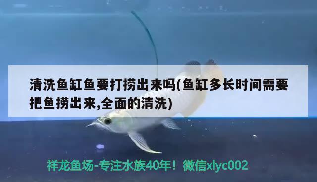 清洗魚缸魚要打撈出來嗎(魚缸多長時間需要把魚撈出來,全面的清洗) 大正錦鯉魚