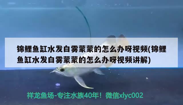 錦鯉魚缸水發(fā)白霧蒙蒙的怎么辦呀視頻(錦鯉魚缸水發(fā)白霧蒙蒙的怎么辦呀視頻講解) 觀賞魚批發(fā)