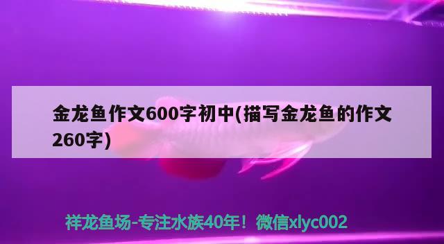 金龍魚(yú)作文600字初中(描寫(xiě)金龍魚(yú)的作文260字) 胭脂孔雀龍魚(yú)