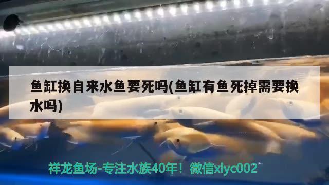 魚缸換自來水魚要死嗎(魚缸有魚死掉需要換水嗎) 南美異形觀賞魚