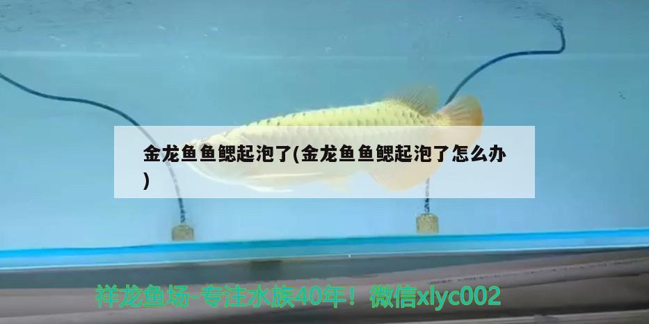 金龍魚魚鰓起泡了(金龍魚魚鰓起泡了怎么辦) 黑金魟魚