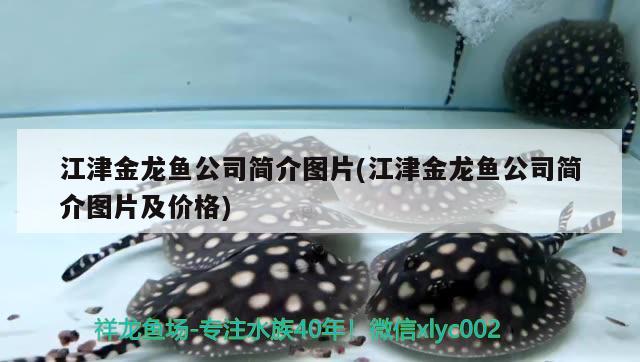 江津金龍魚公司簡介圖片(江津金龍魚公司簡介圖片及價格) 魚缸水泵