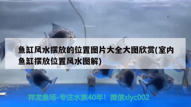 魚缸風(fēng)水?dāng)[放的位置圖片大全大圖欣賞(室內(nèi)魚缸擺放位置風(fēng)水圖解) 魚缸風(fēng)水