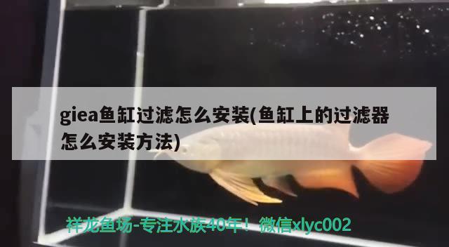 giea魚缸過濾怎么安裝(魚缸上的過濾器怎么安裝方法)