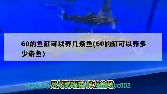 60的魚缸可以養(yǎng)幾條魚(60的缸可以養(yǎng)多少條魚) 皇冠黑白魟魚